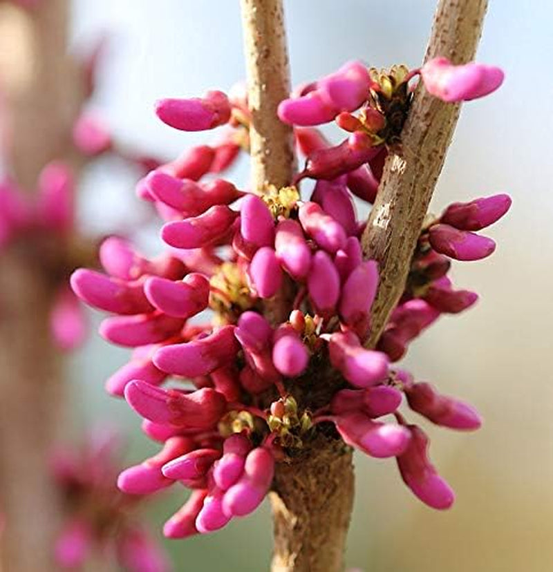 Chinesischer Judasbaum Avondale 40-60Cm - Cercis Chinensis - Lebende Gartenpflanze Aus Den n