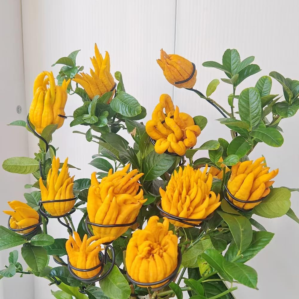 Buddhas Hand Zitrone - Obst Samen Bonsai Samen Zwergobstbäume Säulenobst Tree Exotische Pflanzen Saatgut Balkon Pflanze Bäume Kaufen Obst Pflanzen Balkonpflanzen 80Pcs