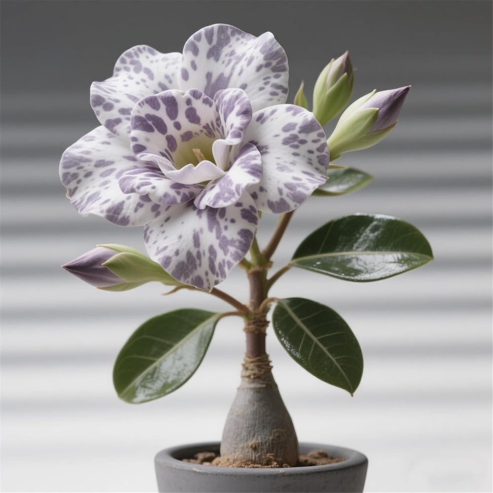 Winterhart pflanzen, Lebende Pflanzen,Mehrjährige Blumenzwiebel ist winterhart, Mysteriöse magische Glühbirne, Blumenzwiebel Mix，3 Jahre-1 Wüstenrose knollen -G