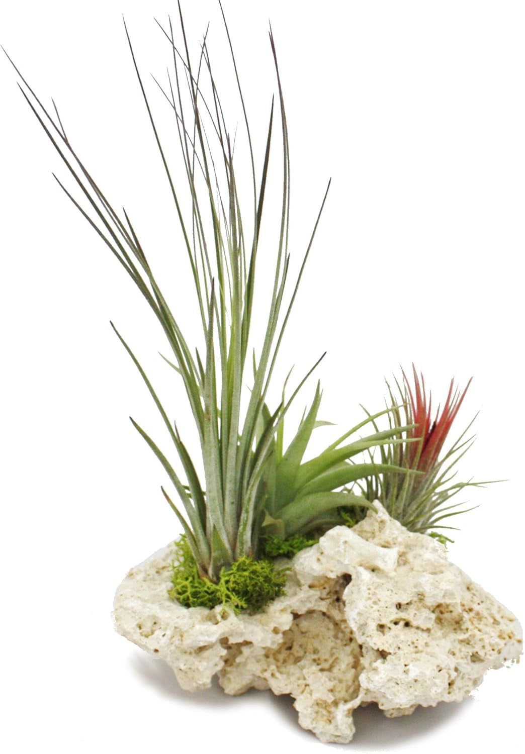 Exotenherz Tillandsien Auf Sansibar-Rock - XL - 3 Pflanzen