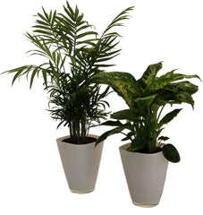 , Fresh Air Duo, Zimmerpalme Dieffenbachia Mit Dekotopf, Weiß