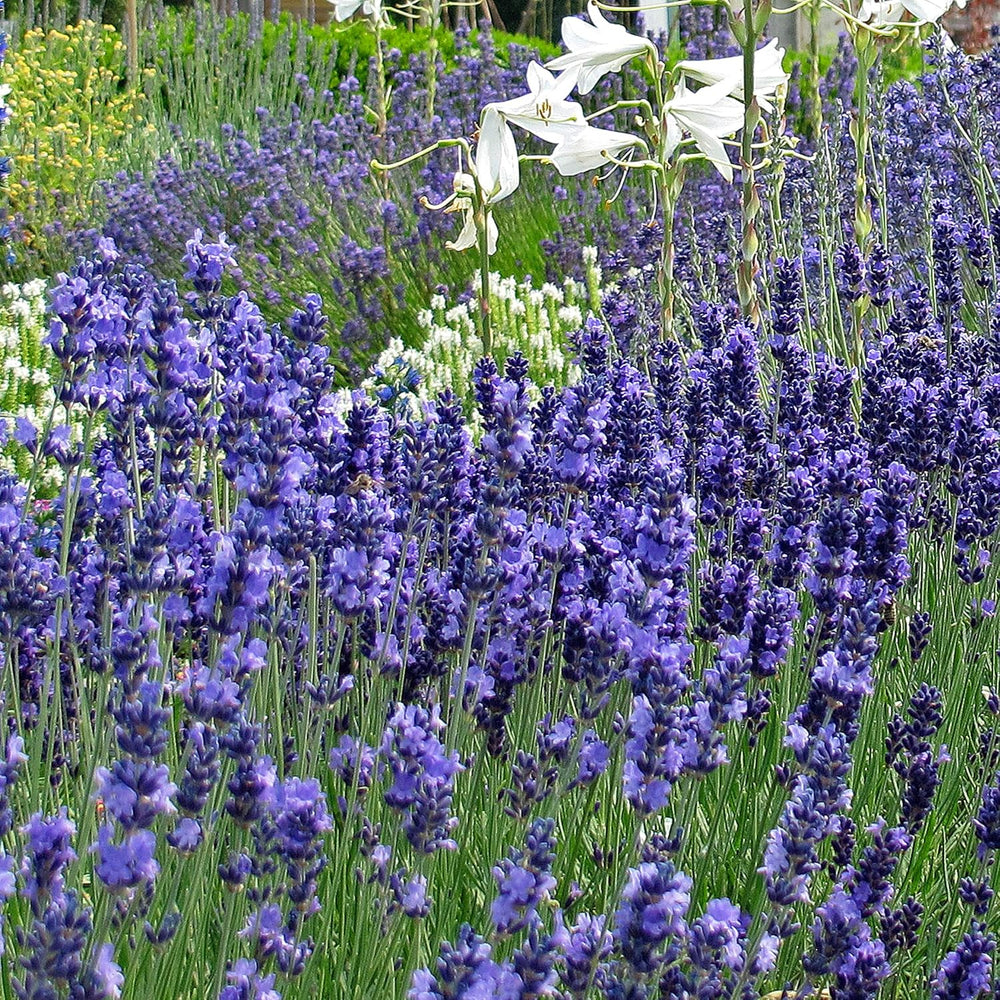 Duftende Pflanzen - Samenset mit 6 prachtvoll duftenden Blühpflanzen