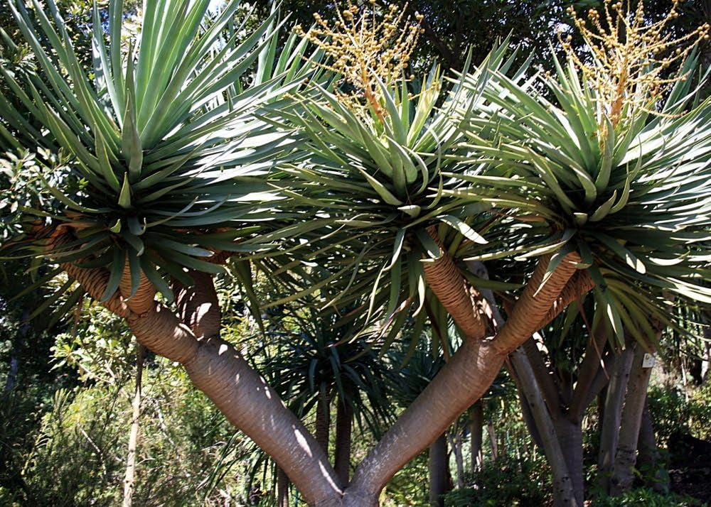 SAFLAX - Drachenbaum - 5 Samen - Mit Keimfreiem Anzuchtsubstrat - Dracaena Draco