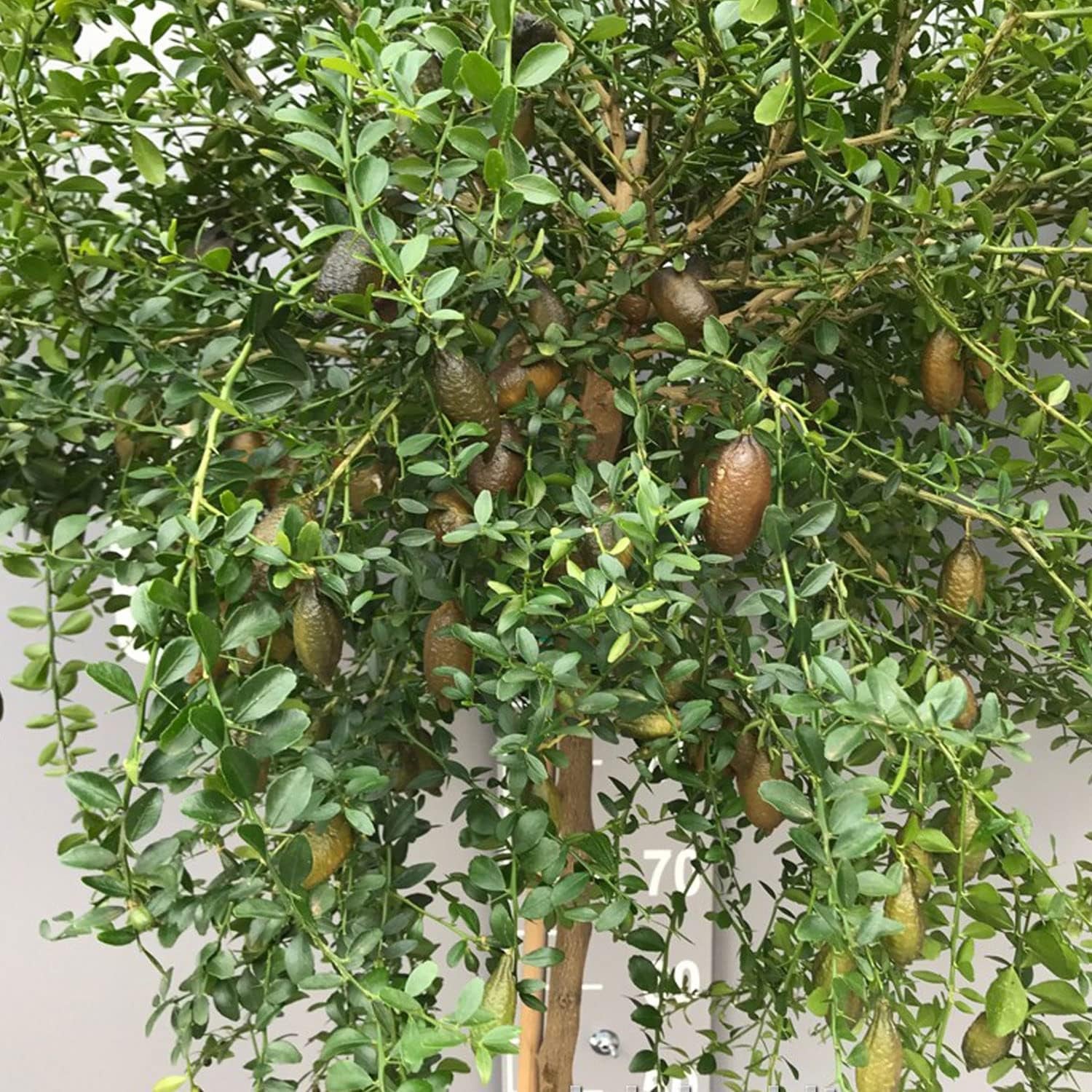 SAVINI VIVAI Zitronenpflanze, Rosa Kaviar, Zitrusbaum, Fingerlimette, Zitronensetzling Im Topf, 20 Cm, Höhe 50–70 Cm, 2 Jahre Veredelung, Hergestellt in Italien