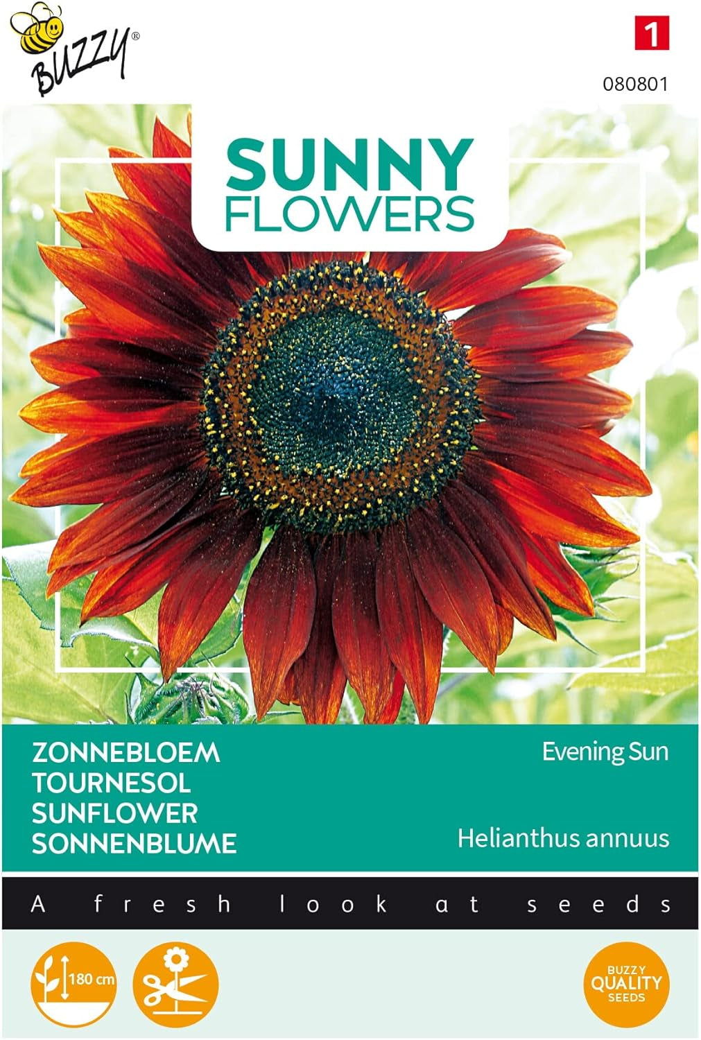 Sonnige Blumen, Sonnenblumen, Abendsonne