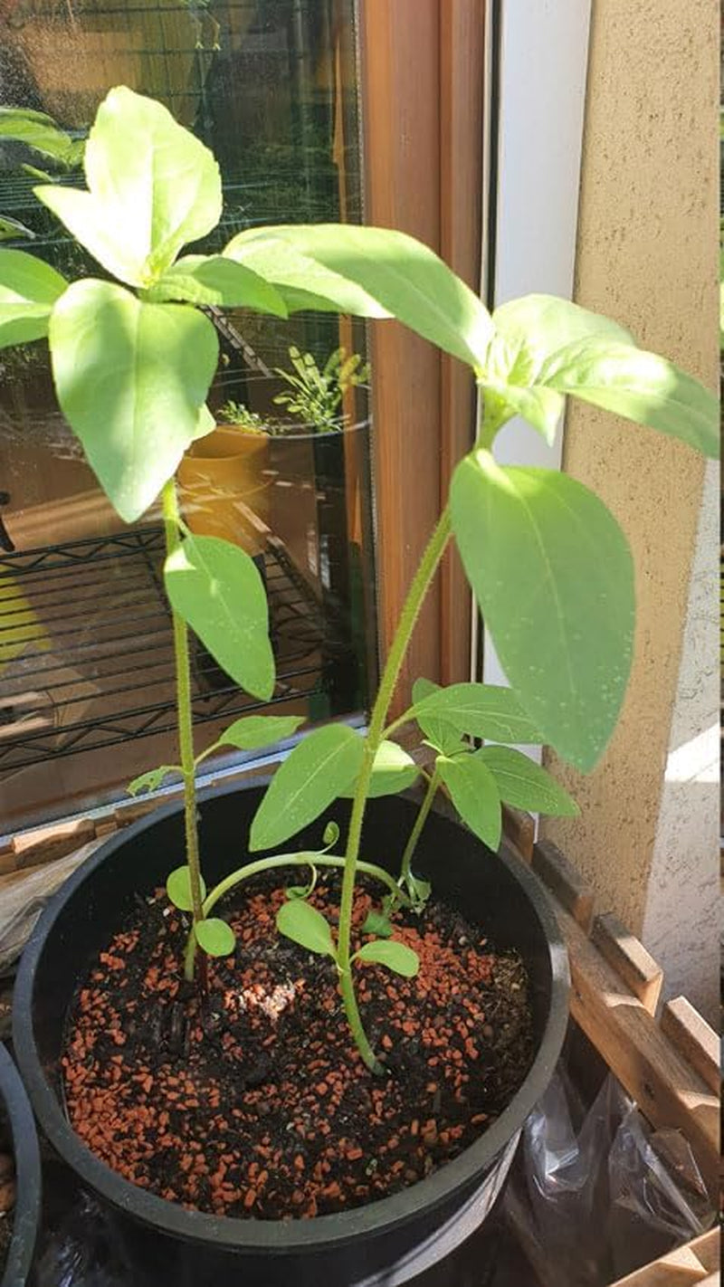 Geschenkset für den Pflanzenanbau – Sunflower Sunset, einschließlich Töpfen, Substrat und Anbauanleitung