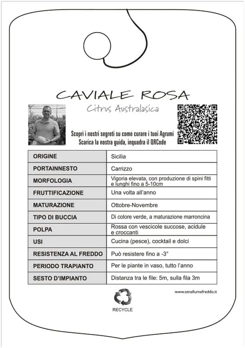 SAVINI VIVAI Zitronenpflanze, Rosa Kaviar, Zitrusbaum, Fingerlimette, Zitronensetzling Im Topf, 20 Cm, Höhe 50–70 Cm, 2 Jahre Veredelung, Hergestellt in Italien