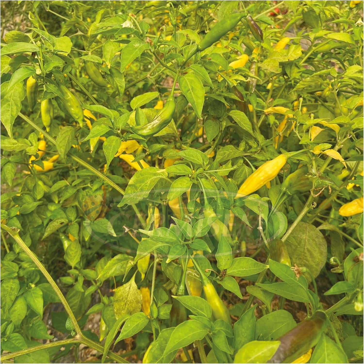 Paprika Lemon Drop