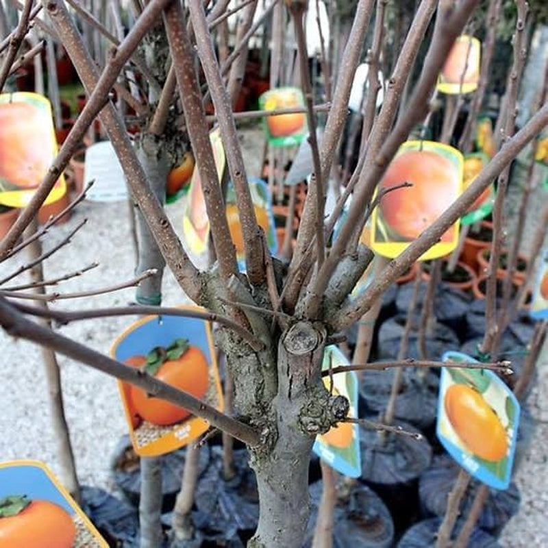 Kakibaum Apfel-Kaki Sorte Jiro – Alte Obstsorte – Obstpflanze Im Topf Ø 26 Cm – Höhe Ca. 160 Cm – 4 Jahre Alt – Italienische Baumschule