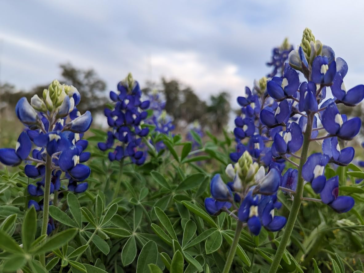 1000 Lupinensamen-Mischung, blau-weiß-gelber Dünger für Wildblumen, Bienen, Schmetterlinge
