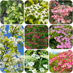 Cornus Kousa, Stauden Winterhart Mehrjährig Hartriegel, Winterharte Für Garten Steingartenpflanzen Winterhart Blumensamen 100Samen