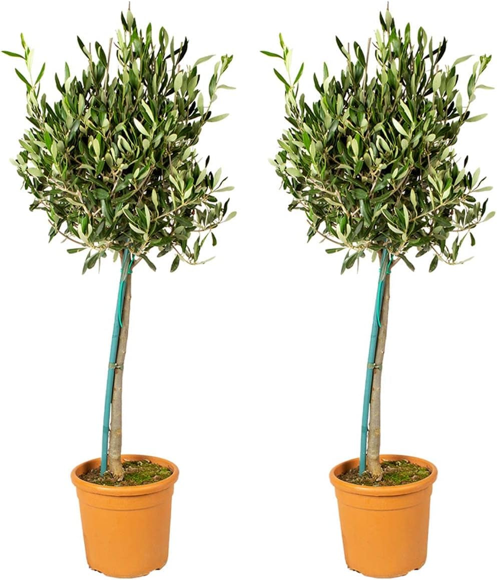 Bloomique - Olea Europaea - Olivenbaum Echt - Gartenpflanzen Winterhart - Höhe 80-90 Cm - Topf 19 Cm