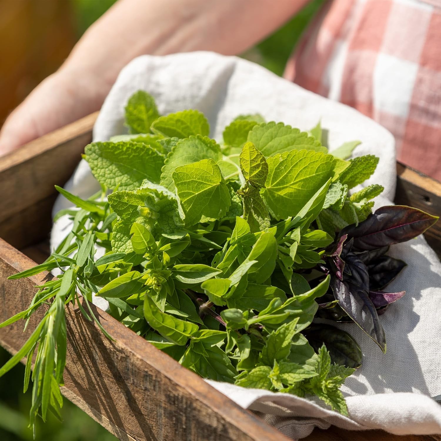 Cocktail Kräuter Samen Set Von Owngrown - 8 Sorten Samen Für Frische Kräuter Pflanzen Auf Fensterbank, Balkon Oder Im Garten - Zitronenmelisse, Basilikum, Estragon, Minze Und Mehr