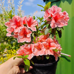 Rhododendronsamen - Azalee Winterhart Steingartenpflanzen Exotische Stauden Mehrjährig 20Pcs