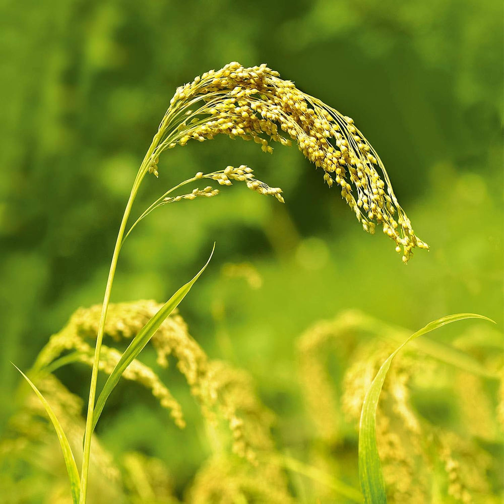 WELEDA Bio-Hirse-Pflegeshampoo, sanfte Reinigung, 190 ml Dusche und Bad Naty Shop