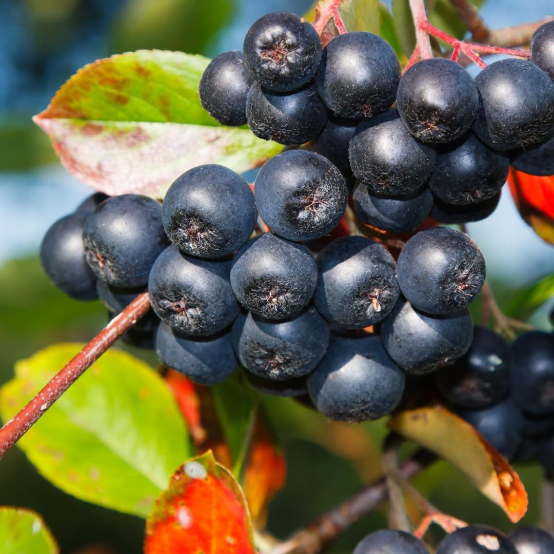 Seedorn (Aronia Melanocarpa) Schwarz Auf Blumentopf 20 Obstpflanze Baum Max 150 Cm -2 Jahre Anbau Italien