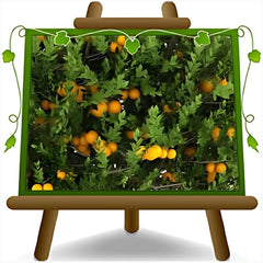 Zitrusfrüchte Süß Orange - Citrus Sinensis - Obstpflanze Höhe 80~90 Cm Topf 20 Cm