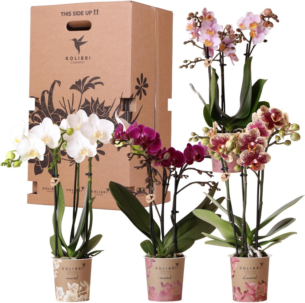 Kolibri Orchids - Überraschungsbox Mix - Pflanzen Vorteilsbox - Überraschungsbox Mit 4 Verschiedenen Orchideen - Frisch Vom Züchter
