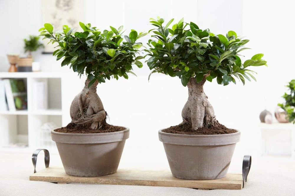 Bloomique - Ficus Ginseng - Bonsai Baum - Zimmerpflanzen - Pflegeleicht - Luftreinigend - Höhe 30-40 Cm - Topf 17 Cm
