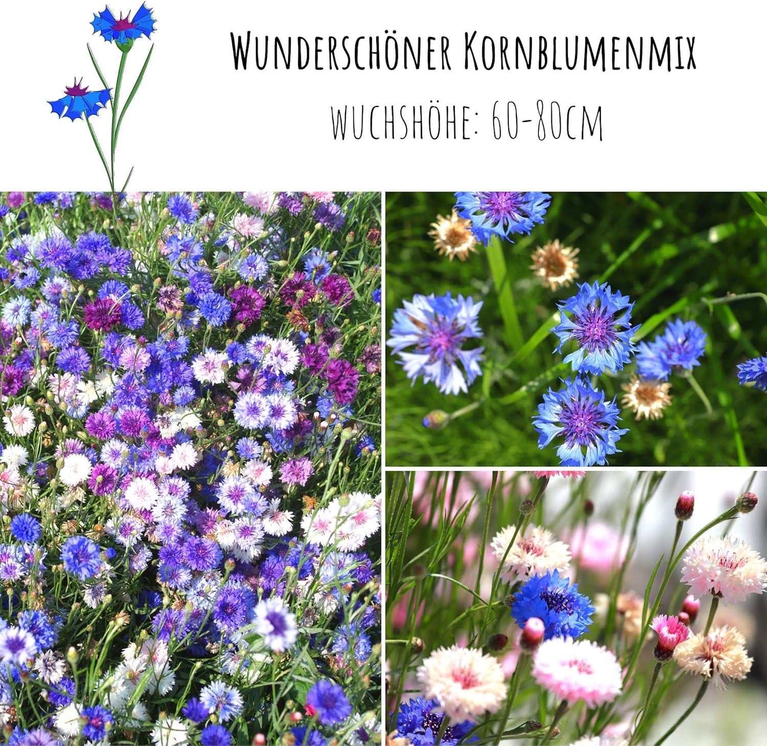 Centaurea cyanus Samen – Wunderschöne und lebendige Blüten mit langer Blütezeit für eine bunte Blumenwiese (Mischung, 1000 Samen, 80 cm)