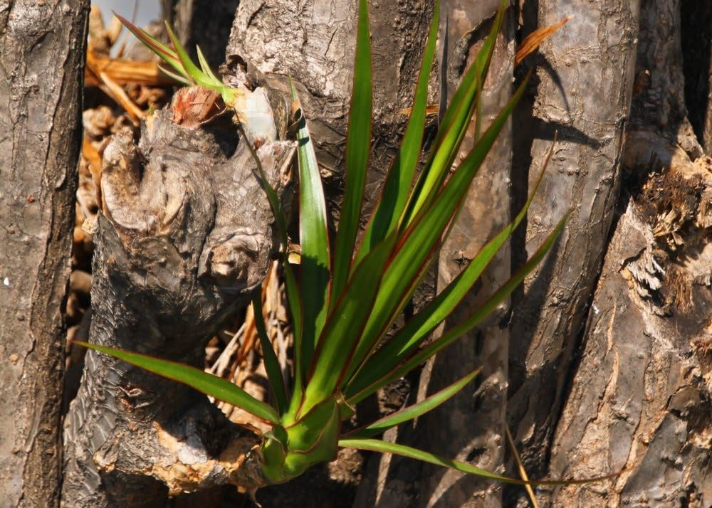 SAFLAX - Drachenbaum - 5 Samen - Mit Keimfreiem Anzuchtsubstrat - Dracaena Draco