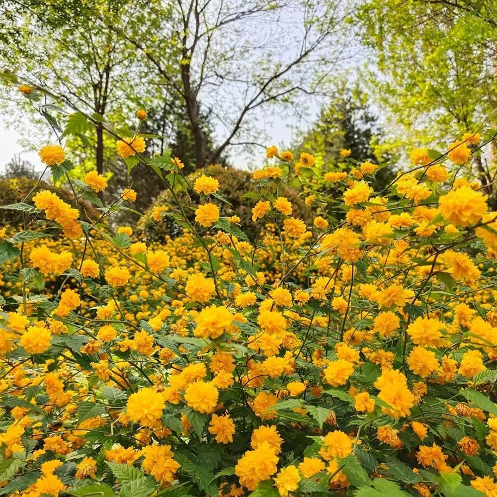 Ranunkelstrauch, Seltene Balkonpflanzen Alte Sorten Schnittblumen Blumensamen Gastgeschenk Hecken 35Samen