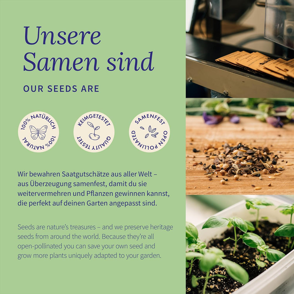 Magic Garden Seeds – Kräuter für Katzen: Katzenminze, Baldrian, Salbei und Katzenminze – Samenbox mit 4 Pflanzen zum Spielen, Knabbern und Entspannen