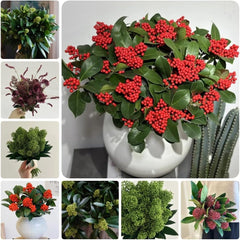 Skimmia, Wohnzimmer Deko Skimmia Japonica Rubella, Alte Sorten Pflanzensamen Exotische Sträucher Garten 50Samen