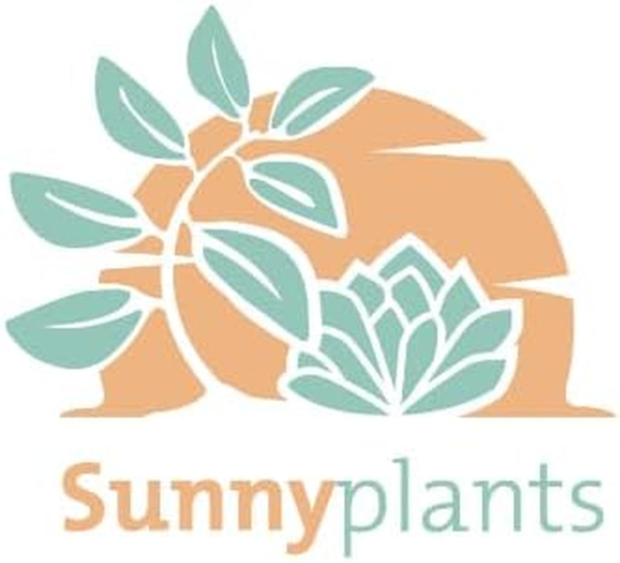 Lithops Lesliei - Sunnyplants, Seltene Lithops, Lithops Pflanzen, Lebende Stein Sukkulenten, Lebende Steinpflanzen, Lebende Steine, Lithops