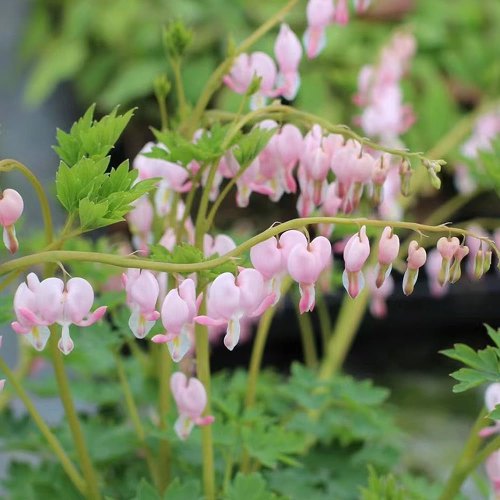 Tränendes Herz Frühlingsblume Winterharte Kübelpflanzen Dicentra Spectabilis Topfpflanzen Schnell Wachsende Sträucher Minigarten Bio Balkon Blumendeko Zimmerbonsai Grünpflanzen 40Samen