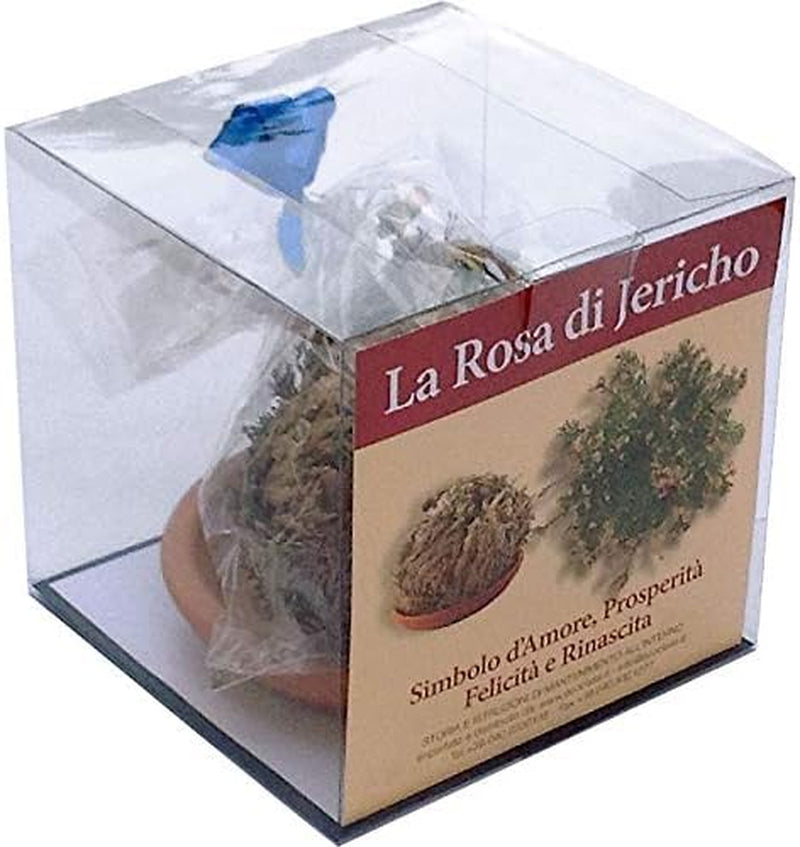 Rosa Von Jericho, 4 Stück