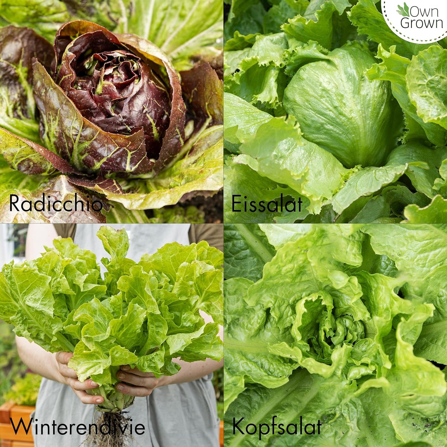 Salatsamen: Set mit 8 Sorten Salatsamen für Garten und Balkon – Salatsamen, Senfblatt, Feldsalat (winterhart), Radicchio, Endiviensamen, Chicorée – Salatgemüsesamen von OwnGrown