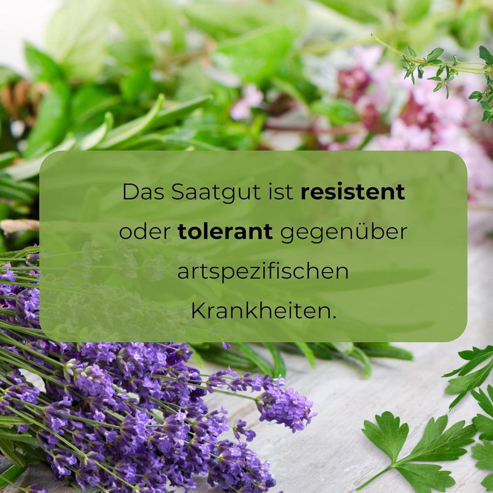 Cosmos Sensation Mix 1g Samen, Cosmos Mix Sommerblumen, Gartenpflanzen Balkonpflanzen, Blumensamen