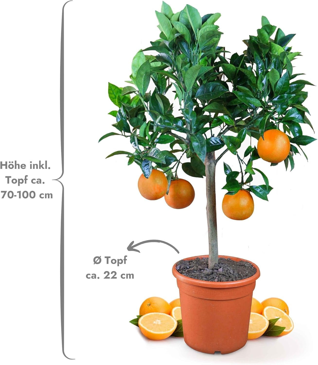 Orange von My Oranjeria – echte Orange – Zitruspflanze – Citrus sinensis – Orange – veredelte Orange für Gärtner (Mezzo [M])