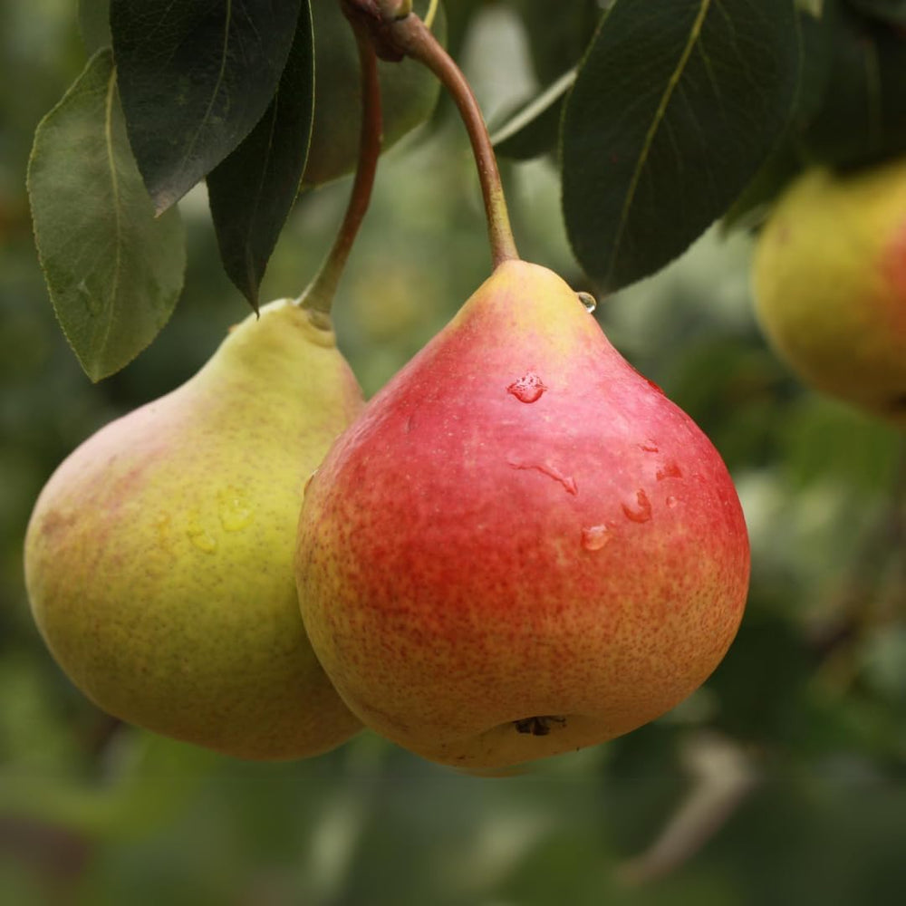 Birnbaum Birne Angelica - Obstpflanzen Antik Auf Blumentopf Einer Vase Von 20 - Baum Max 170 Cm – 2 Jahre Anbau Italien