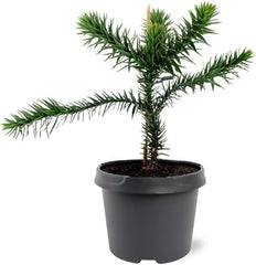 Exotenherz Chilenische Schmucktanne - Andentanne - Araucaria Araucana - Setzling Im 19Cm Topf