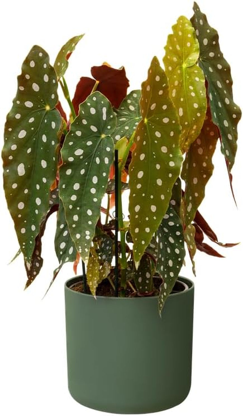 elho B.for Soft Round 14 - Ghiveci de flori de interior - Plastic 100% reciclat - Ø 13,8 x H 12,5 cm - Verde/Verde frunză