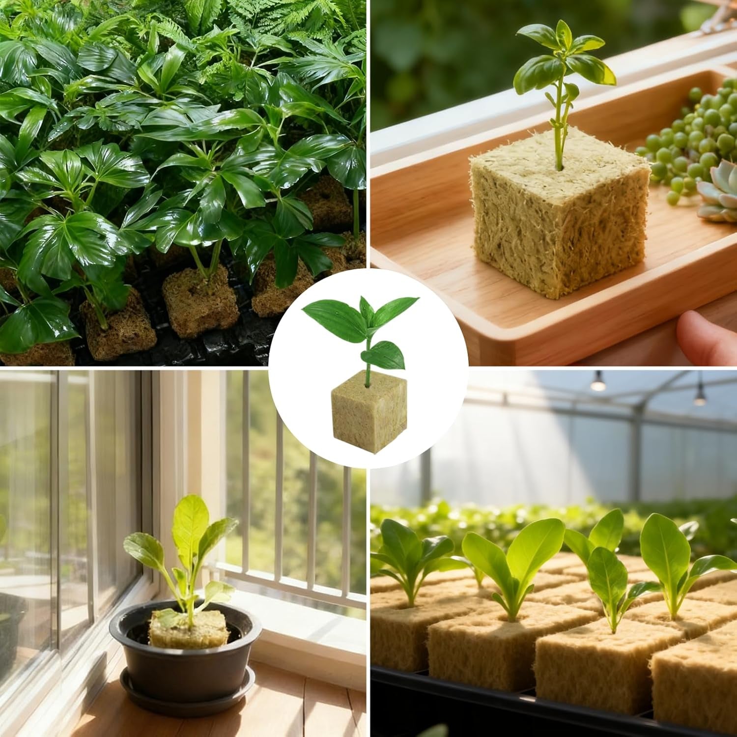 100 Steinwolle-Vermehrungswürfel, 25 x 25 x 25 mm, mit Handschuhen, Steinwolle-Isolierung, einfache Anzuchtwürfel, Hydrokultur, Steinwolle-Würfel, Stecklinge, erdlose Vermehrung