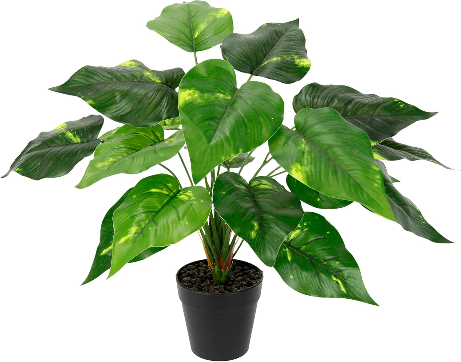Künstliche Blattpflanze Im Topf Aralie 60 Cm Monstera Seidenblumen Real Touch Grün Kunstpflanzen Pflanzen Aralienpflanze Deko Dekopflanze Grünpflanze Seidenpflanze Zimmerpflanze Kunstblume Büropflanze