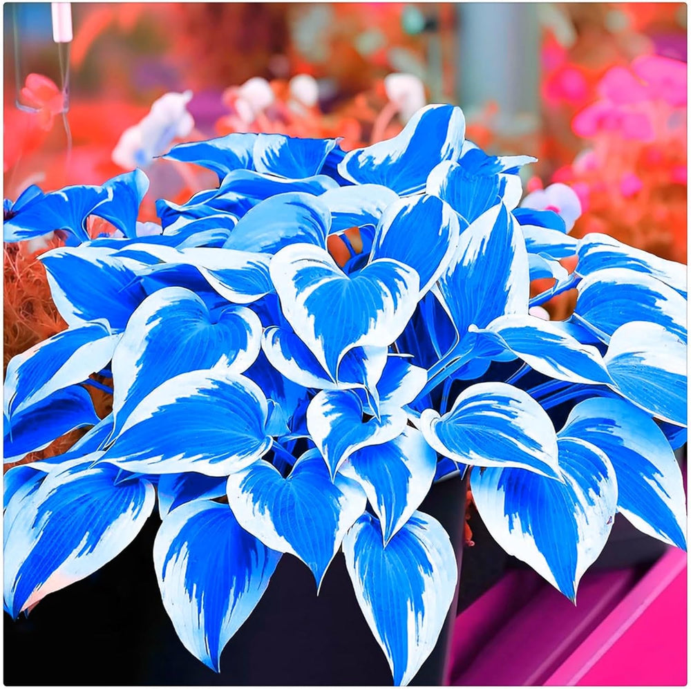 Blumenzwiebelmischung, Mystery Magic-Zwiebel, winterharte Pflanzung, winterharte mehrjährige Blumenzwiebel, winterharte Blumenzwiebeln – 3 Orchideenzwiebeln