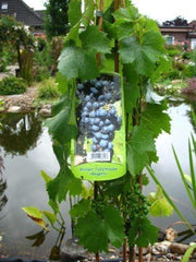 Weinrebe Regent 80 Cm Hoch Im 3 Liter Pflanzcontainer