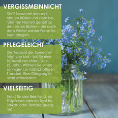 Vergissmeinnicht Samen (Myosotis) - Märchenhafte Blumen mit langer Blütezeit für das Beet, den Balkon und die Terrasse