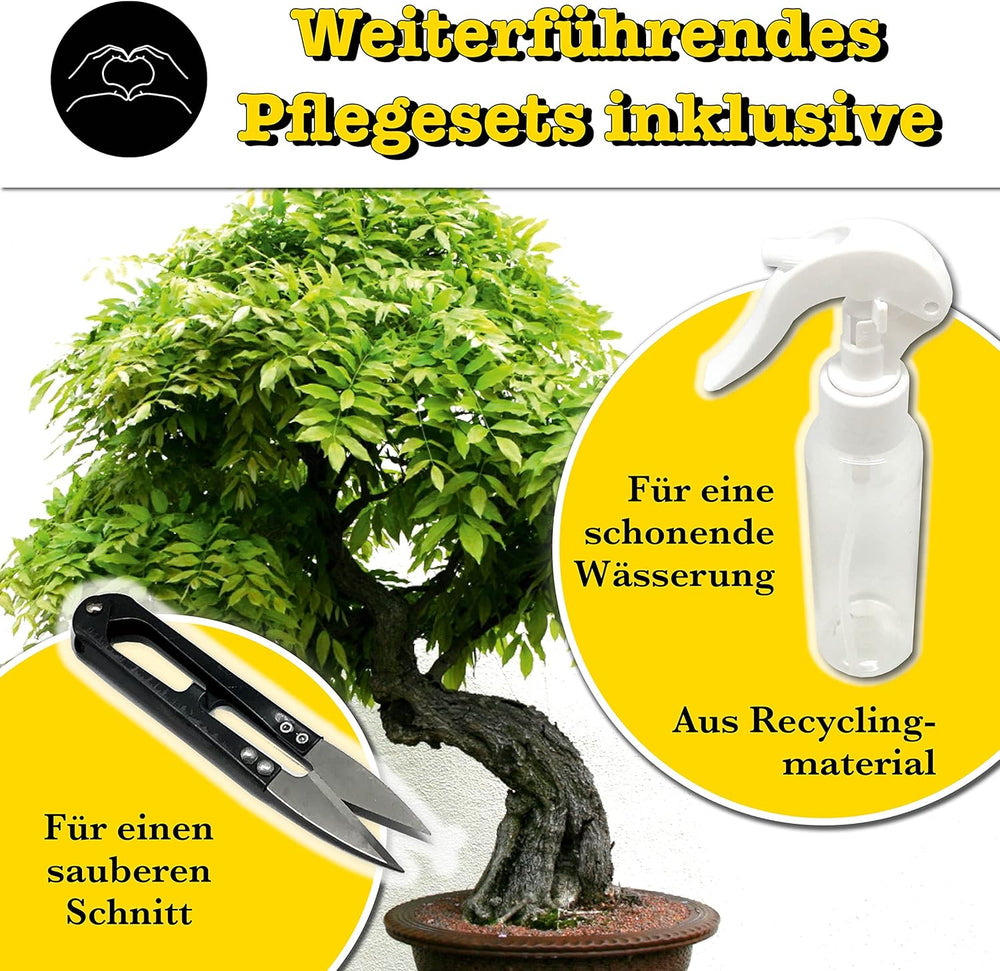 Bonsai Anzuchtset Von Growbro - ZÜCHTE DEINEN EIGENEN BONSAI BRO, Bonsai Starter Kit Inkl. Samen, Sprühflasche, Uvm.