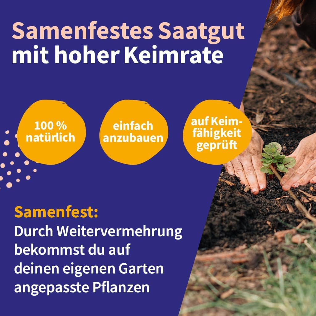 Magic Garden Seeds – Mitteleuropäisches Heilpflanzensamen-Set – 12 traditionelle Sorten beliebter Heilpflanzen – Erbstücksorten – Gartenzubehör – Pflanzensamen – Geschenk für Gartenliebhaber
