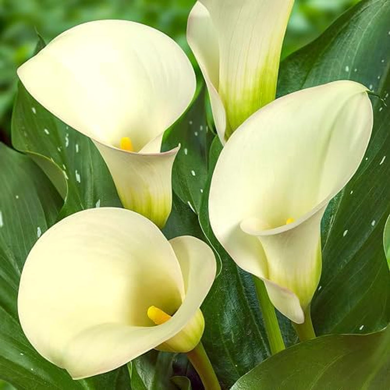 Calla-Zwiebeln, winterhart, mehrjährig – Zantedeschia Orange Passion (Orange) – 5 große Blumenzwiebeln – echte Holland-Pflanzen – für Garten und Töpfe (keine Samen, nicht künstlich)