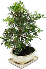 Exotenherz Bonsai - Pistacia Lentiscus - Mastixtrauch - Wilde Pistazie - Ca. 10 Jahre Alt