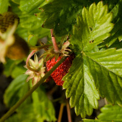 Magic Garden Seeds - Samentüte Wilderdbeere/Walderdbeere (Fragaria Vesca) - Ca. 300 Obstsamen - Aromatische, Alte Sorte - Obst Samen - Garten Geschenk