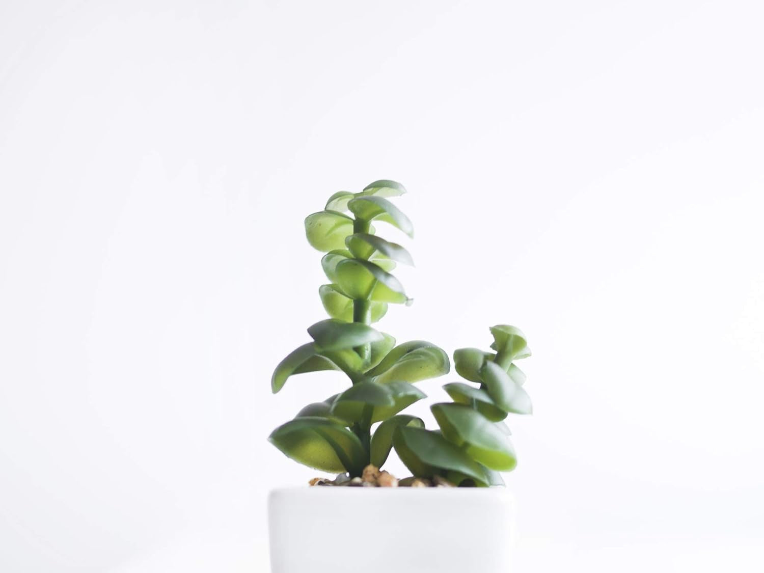 1L Lewatit HD-50, granule de îngrășământ hidroponic de înaltă calitate, pe termen lung, perfect pentru toate plantele ornamentale, efect pe termen lung de până la 6 luni