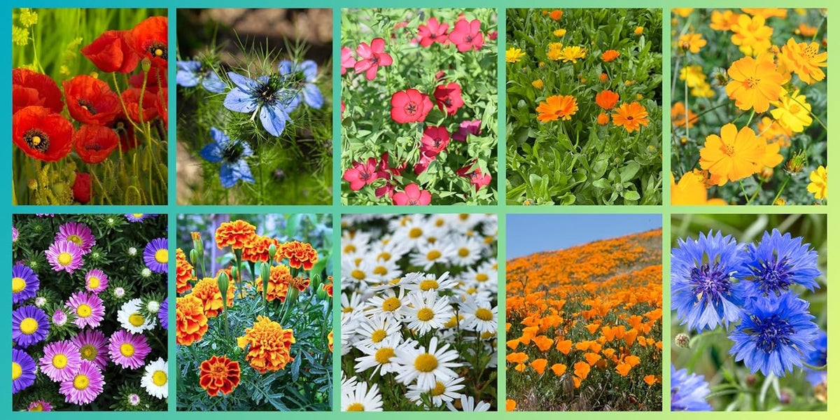 Wildblumensamen-Set, 10 Sorten, 28.000 Samen, Wiesen-Wildblumenmischung mit Mohn, Glockenblumen, Ringelblumen, Gänseblümchen und mehr, alles einzeln verpackt