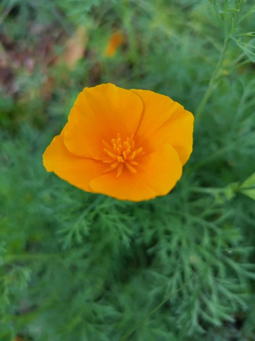 1000 Kalifornischer Mohn (Eschscholzia californica), Wildblumenwiese, Bienenweide.